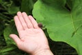 A little cute snail crawls down from the human hand to the green leaf Royalty Free Stock Photo