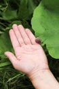 A little cute snail crawls down from the human hand to the green leaf Royalty Free Stock Photo