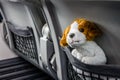 Cute dog mascot traveling on a plane Royalty Free Stock Photo