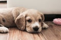 Little cute spaniel puppy lies on the floor Royalty Free Stock Photo