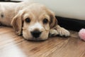 Little cute spaniel puppy lies on the floor Royalty Free Stock Photo