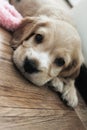 Little cute spaniel puppy lies on the floor