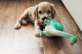 Little cute spaniel puppy plays on the floor Royalty Free Stock Photo