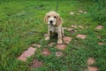 Little cute spaniel puppy for a walk Royalty Free Stock Photo