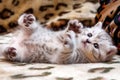 Little cute spotted British kitten gray white color lies upside down