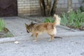 Little cute stray dog walking down the street Royalty Free Stock Photo