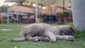 Little cute street puppy lying on the grass Royalty Free Stock Photo