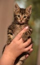 Cute striped kitten in hands Royalty Free Stock Photo