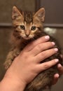 Cute striped kitten in hands Royalty Free Stock Photo