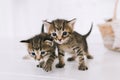 Little cute striped kittens