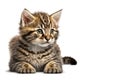 Little cute tabby kitten sitting on white background. AI generated Royalty Free Stock Photo