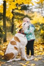 Little cute toddler girl with her big white saint bernard dog is in sunny autumn day