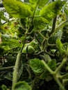 A little cute tomato plant Royalty Free Stock Photo