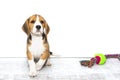 Little cute tricolor Beagle puppy, sad look,white isolated background