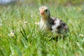 Little cute turkey-poult in green grass