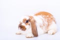 Little cute white and brown bunny rabbit stay on white background with look forward