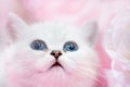Little cute white cat Royalty Free Stock Photo