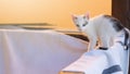 Little cute white cat walking on timber Royalty Free Stock Photo