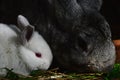 Little cute white rabbit of Leporidae family with his grey mother eating fresh grass Royalty Free Stock Photo