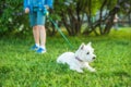 The little cute white West Highland White Terrier dog is lying on the green grass. In the background is a boy in blue shorts and Royalty Free Stock Photo