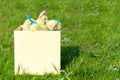 Little cute yellow chicken babies with pink and blue silk ribbons in paper box on green grass on sunny day. Creative