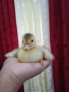 Little cute yellow duck, adorable animal when still baby
