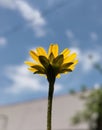 A little  cute  yellow flower  with the blue sky Royalty Free Stock Photo