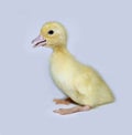 Little cute yellow fluffy duckling Royalty Free Stock Photo