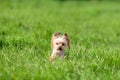 Little cute yorkshire terrier dog runs among green grass Royalty Free Stock Photo