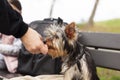 Little cute Yorkshire terrier puppy eats food while sitting on a bench. Dog on a walk Royalty Free Stock Photo