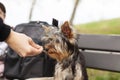 Little cute Yorkshire terrier puppy eats food while sitting on a bench. Dog on a walk Royalty Free Stock Photo