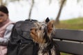 Little cute Yorkshire terrier puppy sits on a bench. Dog on a walk Royalty Free Stock Photo