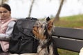 Little cute Yorkshire terrier puppy sits on a bench. Dog on a walk Royalty Free Stock Photo