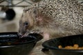 Little cute young hedgehog Erinaceus europaeus