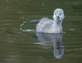 Little cygnet baby swan on water Royalty Free Stock Photo