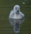 Little cygnet baby swan on water