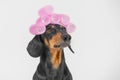 Little dachshund with hair curlers. Funny dog with a haircut on his head, isolated on white. Pet hair grooming salon Royalty Free Stock Photo