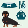 Little dachshund puppy cute brown purebred mammal sweet dog young pedigreed animal breed vector illustration