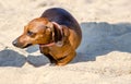 Little dachshund in the warm sand Royalty Free Stock Photo