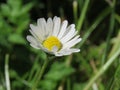 Little daisie in a field. Royalty Free Stock Photo