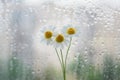 Little Daisie on the window Royalty Free Stock Photo