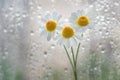 Little Daisie on the window Royalty Free Stock Photo