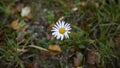 Little daisies blooming in spring