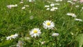 Little daisies Royalty Free Stock Photo