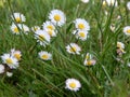 Little daisies in spring on meadow Royalty Free Stock Photo