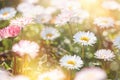 Little daisy flower, flowering daisy flowers in meadow, beautiful nature in spring