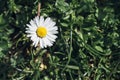 Little daisy flower with green grass background