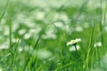 Little daisy flower in green grass