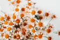 Little daisy flowers bouquet over white. Summer or spring nature background Royalty Free Stock Photo