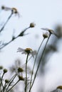Little daisy in the garden. Soft focus Royalty Free Stock Photo
